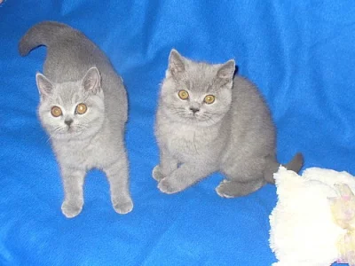 Britská koťata s PP