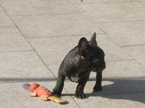 Francouzský buldoček - štěňata