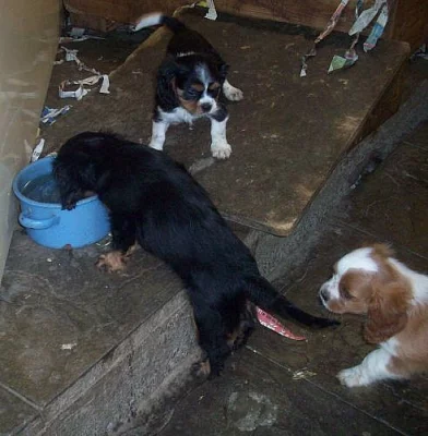 Kavalír King Charles Španiel