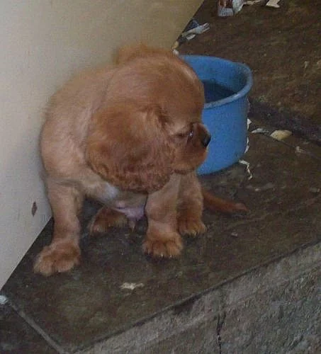 Kavalír King Charles Španiel