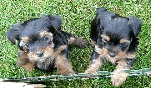 Jorkšírský teriér