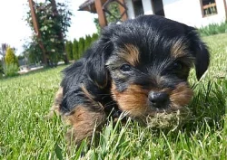 Jorkšírský teriér