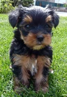 Jorkšírský teriér