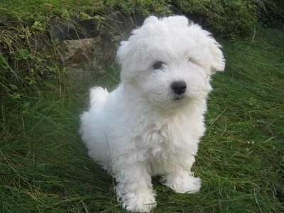 Štěňátka bílého boloňského psíka s PP