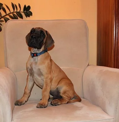 Německá doga žlutá štěně