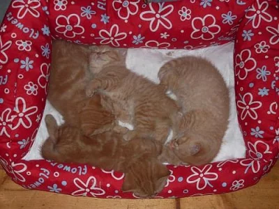 Britská koťátka s PP