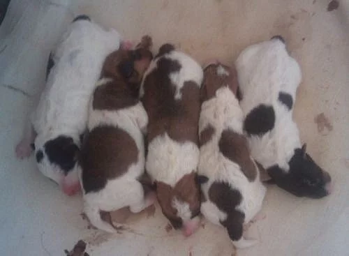 Foxterier drsnosrstý s PP