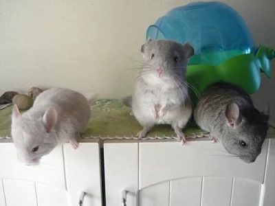 Dva činčilí kluci