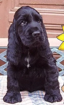 Anglický kokršpaněl