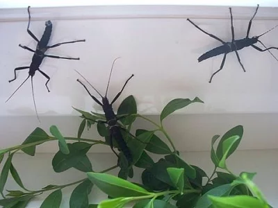 Strašilky peruánské (PSG270-Peruphasma schultei)