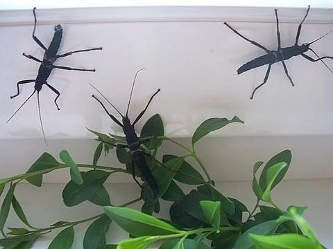 Strašilky peruánské (PSG270-Peruphasma schultei)