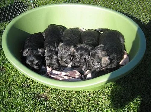 Knírač malý pepř a sůl s PP