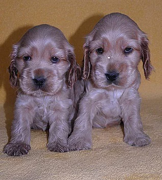 Anglický kokršpaněl