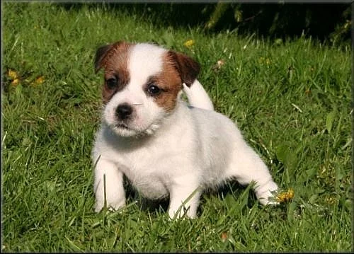 Jack russell terier