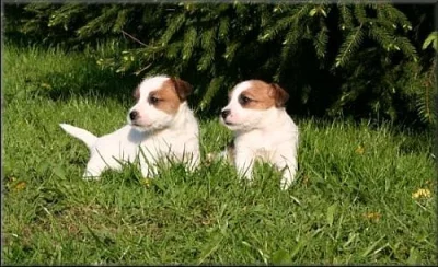 Jack russell terier