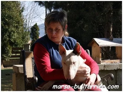 Bulterier – Bullterier