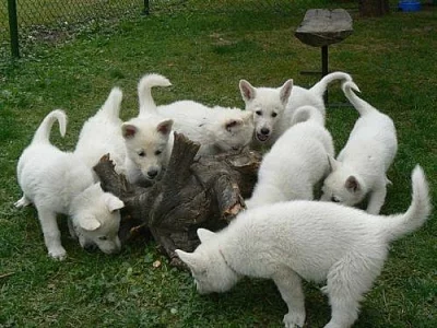 Nabídka štěňat bílého švýcarského ovčáka s PP