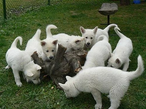 Nabídka štěňat bílého švýcarského ovčáka s PP