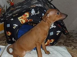 Malý hladkosrstý pinč - štěňata bez pp