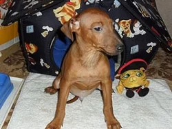 Malý hladkosrstý pinč - štěňata bez pp