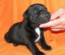 Stafordšírský bulteriér-prodám štěňata