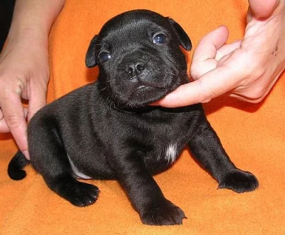 Stafordšírský bulteriér-prodám štěňata