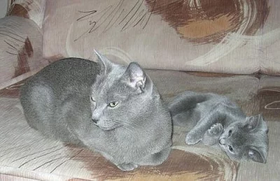 Ruska  modra  čistokrevná  koťátko bez  pp.