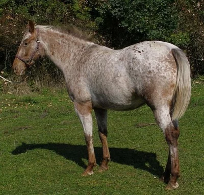 Appaloosa