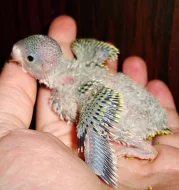 RUČNĚ DOKRMENÉ ANDULKY