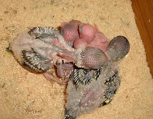 RUČNĚ DOKRMENÉ ANDULKY