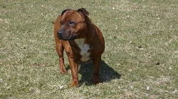 Stafordšírský bulterier s PP