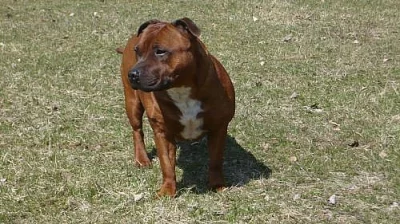 Stafordšírský bulterier s PP