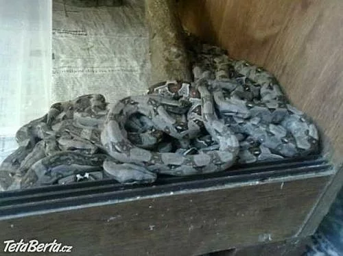 Mláďata Hroznýše Královského ( Boa Constrictor )