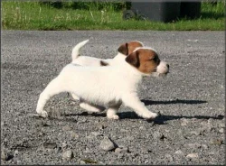 Jack russell terier