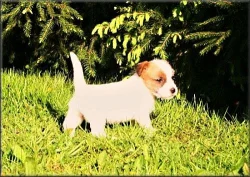Jack russell terier