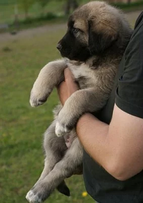 Anatolský pastevecký pes - štěńata s PP