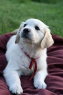 Zlatý retriever - šteniatka s PP