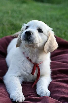Zlatý retriever - šteniatka s PP