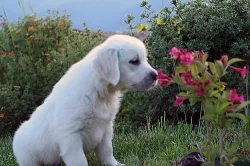 Zlatý retriever - šteniatka s PP