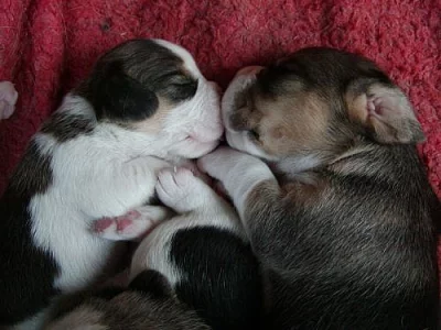 Prodám štěňata beagla