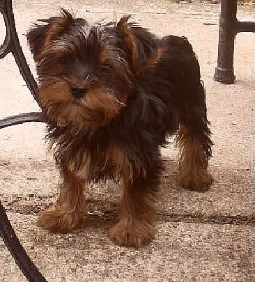 jorkšírský teriér