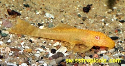 Ancistrus sp. zlatý