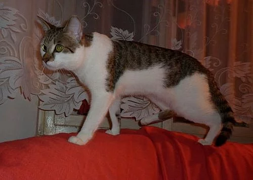 Kocour Amy