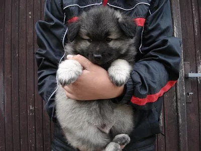Vlčí špic