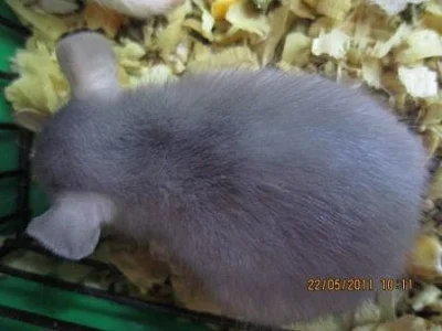 Modří potkánci na mazlíka