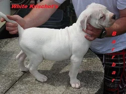 Americký buldok- štěňata