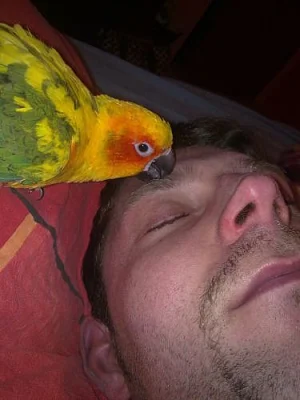 Aratinga slunecni