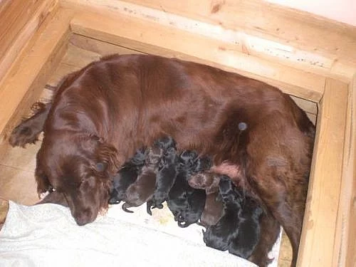 Flat Coated Retriever – černá štěňata s PP