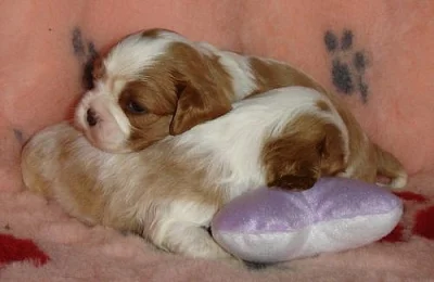 Kavalír King Charles španěl