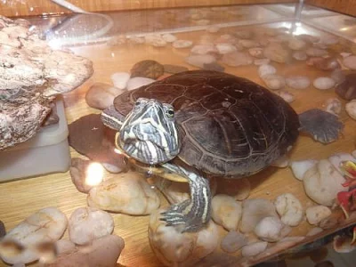 Daruji Želvu nádhernou